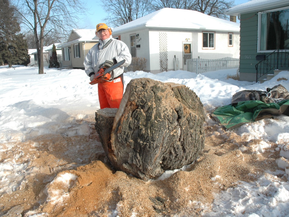 Cutting Up the Burl